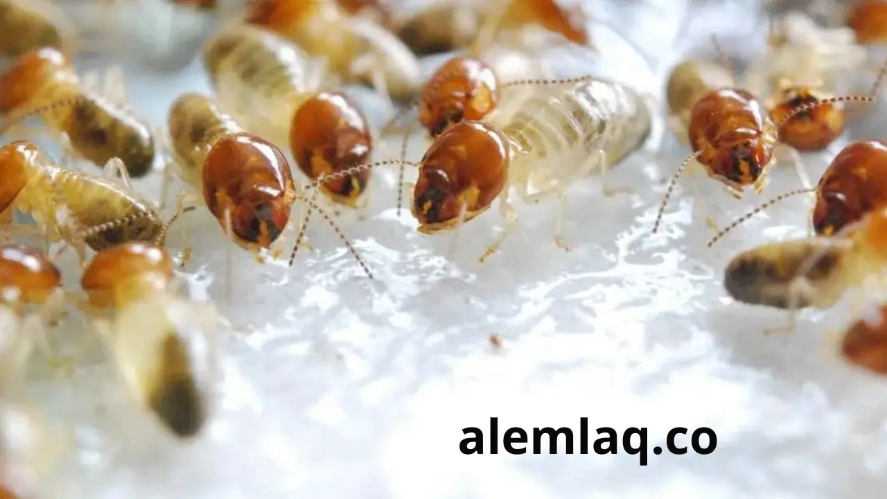 مكافحه الرمة في رأس الخيمة