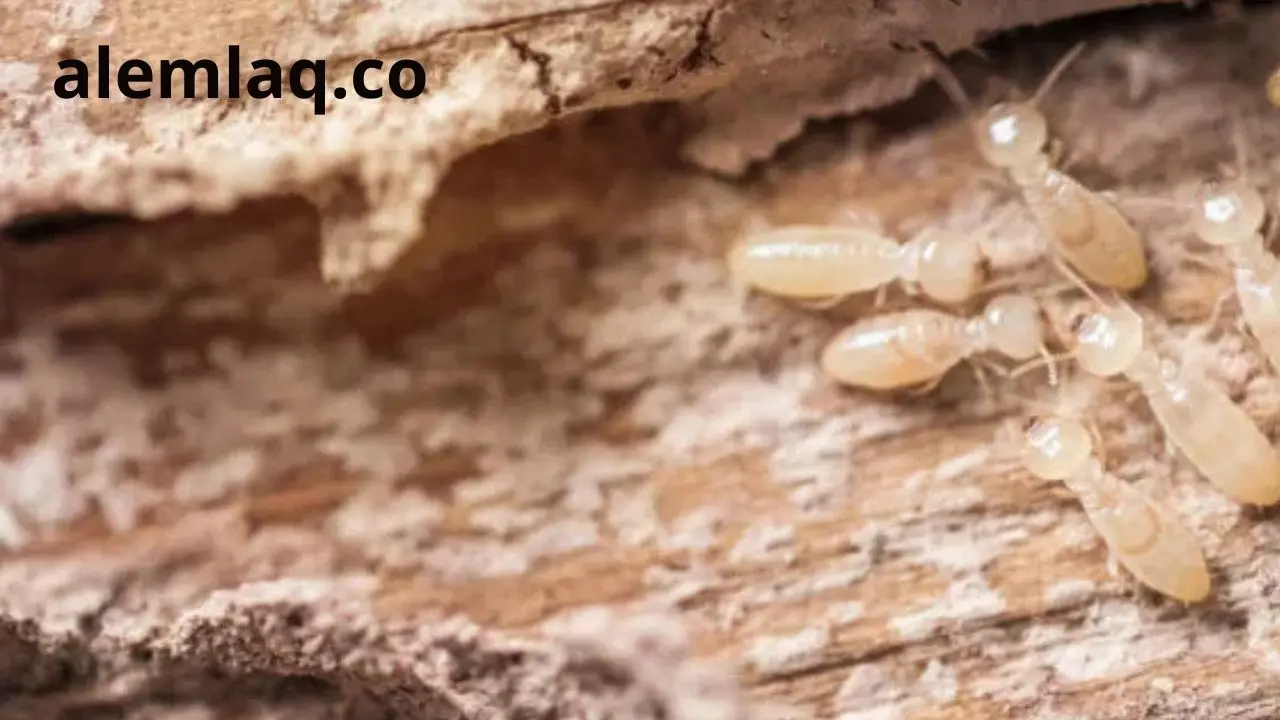 خدمات مكافحه الرمة في رأس الخيمة