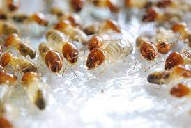 مكافحة الذباب