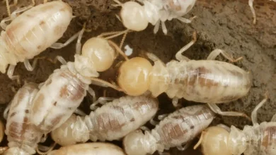 مكافحة الرمة في الفجيرة