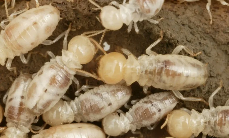 مكافحة الرمة في الفجيرة