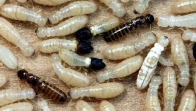 مكافحة النمل الابيض في العين