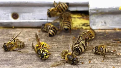 مكافحة الذباب في دبي