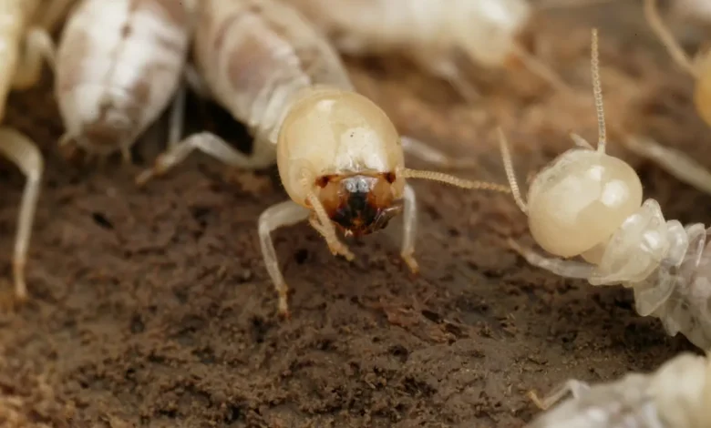 مكافحة النمل الأبيض في الشارقة