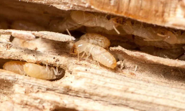 مكافحة النمل الابيض في أبو ظبي