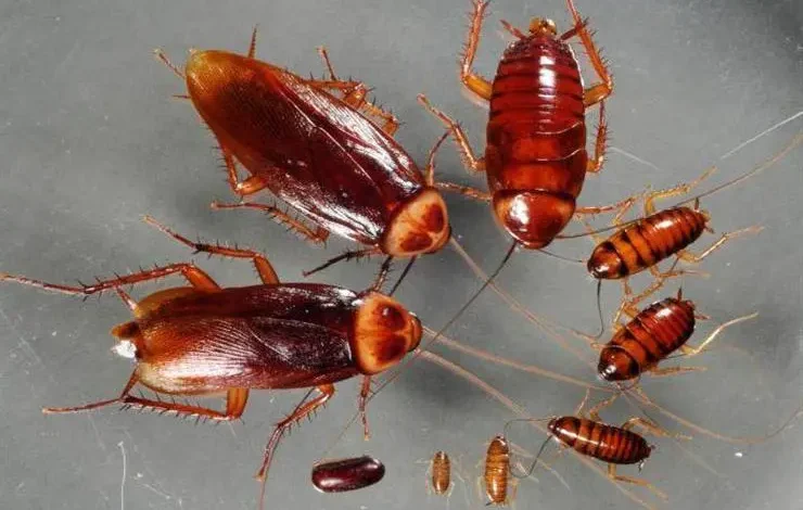 مكافحة صراصير في الفجيرة