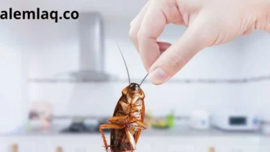 شركة مكافحة صراصير في الفجيرة