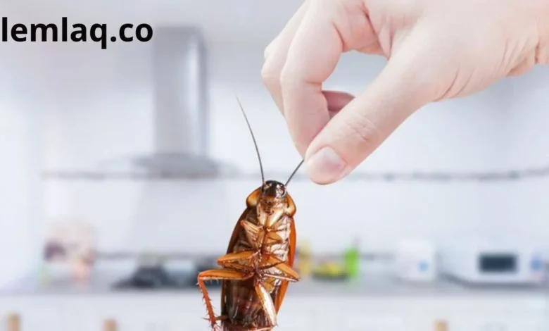 شركة مكافحة صراصير في الفجيرة