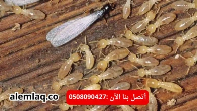 مكافحة النمل الابيض في العين