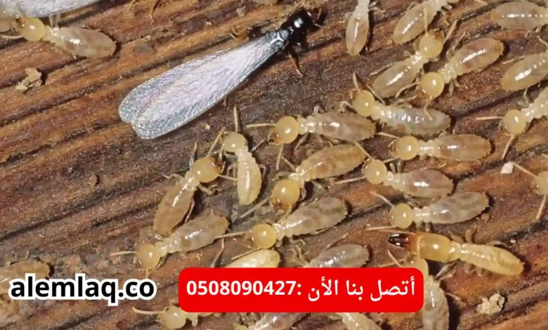 مكافحة النمل الابيض في العين