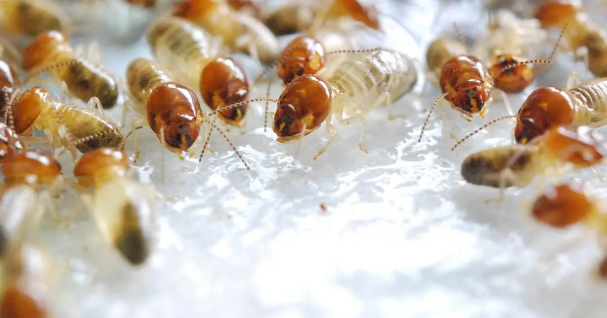 لماذا تُعتَبر شركة مكافحة الرمة من الشركات المتميزة؟