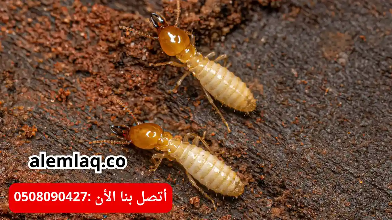 شركة مكافحة النمل الابيض في العين