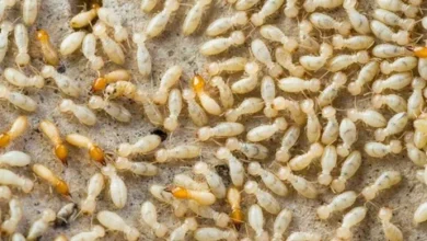 مكافحة الرمة في العين