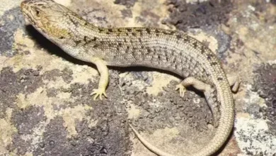  مكافحة السحالي في ابوظبي