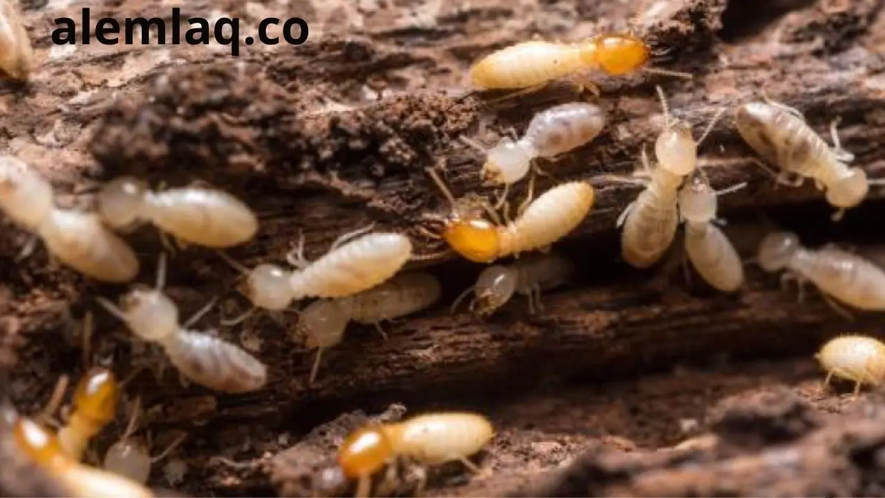 مكافحة النمل الابيض في أبو ظبي