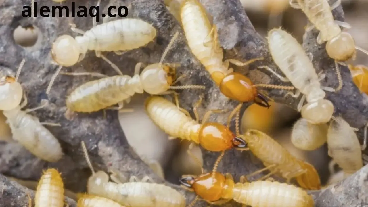 شركات مكافحة النمل في ابوظبي